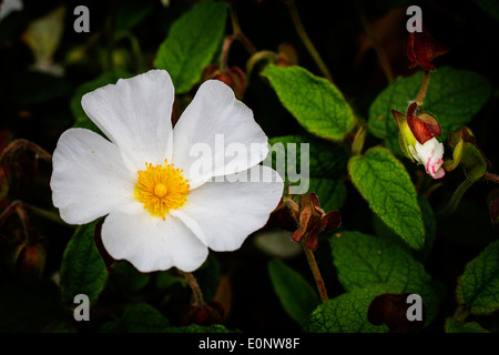 Fiore e bud con foglie di Cistus x corbariensis Foto Stock