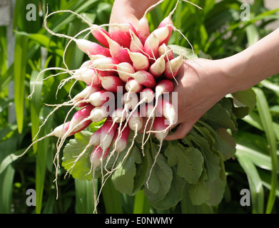 Due Mani donna sono holding mazzetto di ravanello Foto Stock