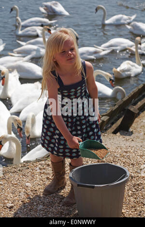 Abbotsbury, DORSET REGNO UNITO 17 maggio 2014. Ragazza giovane con la paletta e la benna alimentazione dei cigni, Cygnus olor. Credito: Carolyn Jenkins/Alamy Live News Foto Stock