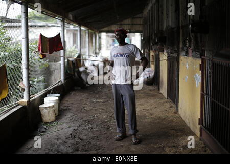 Panama City, Panama. 16 Maggio, 2014. Il 54 anni groom Fernando Knight, con 47 anni di lavoro con i cavalli, pone in uno stallo al Presidente Remon Racetrack, nella città di Panama, capitale di Panama, il 16 maggio 2014. Presidente Remon Racetrack, fondata nel 1956, ha circa 80 bancarelle e oltre 100 stallieri, il cui lavoro è quello di prendersi cura, mangimi e preparare i cavalli per le gare. © Mauricio Valenzuela/Xinhua/Alamy Live News Foto Stock