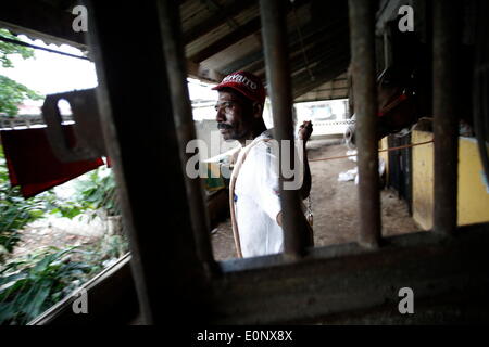 Panama City, Panama. 16 Maggio, 2014. Il 54 anni groom Fernando Knight, con 47 anni di lavoro con i cavalli, prepara un cavallo per una gara al Presidente Remon Racetrack, nella città di Panama, capitale di Panama, il 16 maggio 2014. Presidente Remon Racetrack, fondata nel 1956, ha circa 80 bancarelle e oltre 100 stallieri, il cui lavoro è quello di prendersi cura, mangimi e preparare i cavalli per le gare. © Mauricio Valenzuela/Xinhua/Alamy Live News Foto Stock