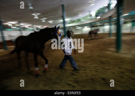 Panama City, Panama. 16 Maggio, 2014. Il 62 anni lo sposo Javier Carrington, con 50 anni di lavoro con i cavalli, camminando il cavallo "Titan" prima di una gara, al Presidente Remon Racetrack, nella città di Panama, capitale di Panama, il 16 maggio 2014. Presidente Remon Racetrack, fondata nel 1956, ha circa 80 bancarelle e oltre 100 stallieri, il cui lavoro è quello di prendersi cura, mangimi e preparare i cavalli per le gare. © Mauricio Valenzuela/Xinhua/Alamy Live News Foto Stock