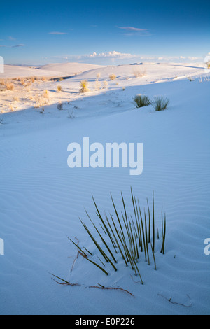 Un impianto di poke attraverso le dune di sabbia bianca a White Sands National Monument in una luminosa giornata di sole. Alamogordo, Nuovo Messico, Stati Uniti d'America. Foto Stock