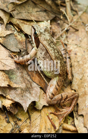 Una rana in legno (Lithobates sylvaticus) arroccato su di figliata di foglia nella foresta. Foto Stock