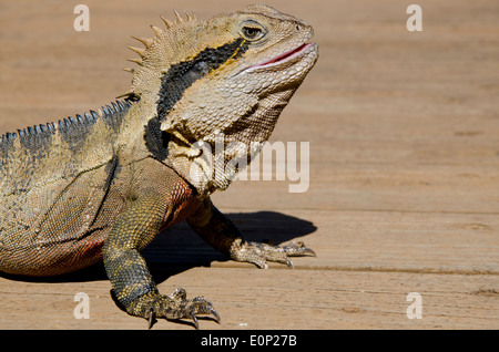 Australia, Queensland, il Monte Tamborine. Maschio acqua australiano dragon (Intellagama lesueurii) Foto Stock