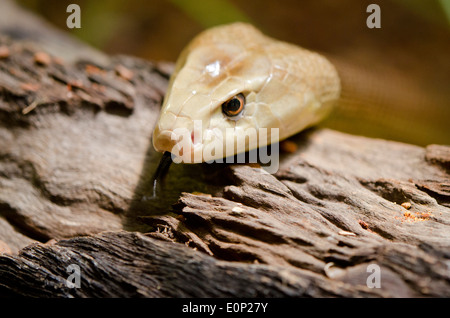 Australia, Territorio del Nord, Darwin. Territorio Wildlife Park. Taipan costiero (Captive: Oxyuranus scutellatus). Foto Stock