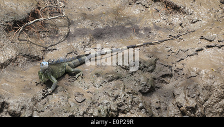 Un verde (Iguana Iguana iguana) su terreni fangosi banca del fiume Tempisque, Palo Verde National Park, Costa Rica. Foto Stock