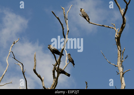 Australia, Australia occidentale, Perth, Parco Nazionale di Yanchep. Carnaby's Black-Cockatoo (WILD: Calyptorhynchus latirostris) Foto Stock