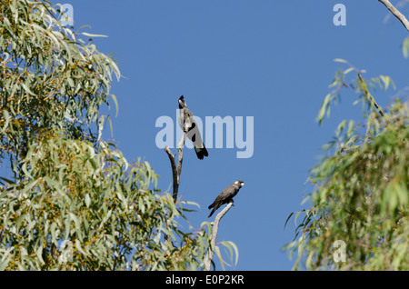 Australia, Australia occidentale, Perth, Parco Nazionale di Yanchep. Carnaby's Black-Cockatoo (WILD: Calyptorhynchus latirostris) Foto Stock