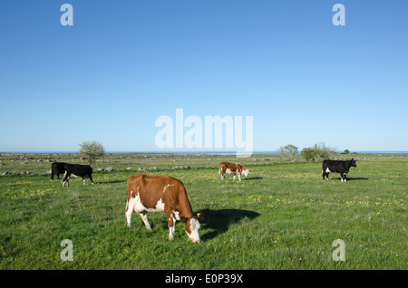 Bestiame al pascolo a pascolo con fiori gialli a molla Foto Stock