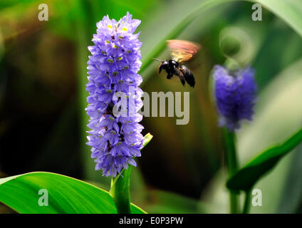 Taipei Cinese di Taiwan. 18 Maggio, 2014. Un'ape raccoglie il polline di un fiore al Taipei Giardino Botanico di Taipei, a sud-est della Cina di Taiwan, il 18 maggio 2014. © Wu Ching-teng/Xinhua/Alamy Live News Foto Stock