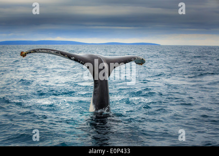 Fluke di una balena franca australe (Eubalaena australis), vicino a Busselton, Australia occidentale Foto Stock