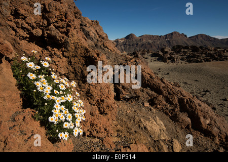 Deserto vulcano teide tenerife teide con marguerite Foto Stock