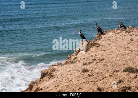 Cormorano cormorano Phalacrocorax carbo maroccanus scenario della costa atlantica della costa del mare Foto Stock