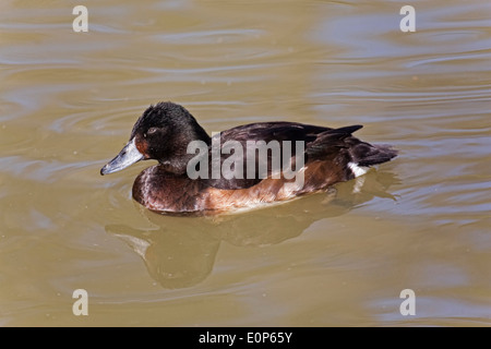 Femmina della Baer Pochard, Aythya baeri, nuoto Foto Stock