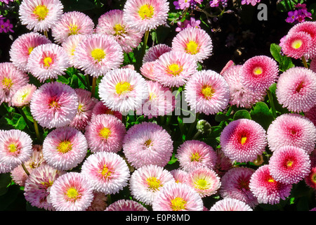 Fiori nel giardino, Daisy (Bellis perennis) Foto Stock