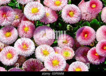 Fiori nel giardino, Daisy (Bellis perennis) Foto Stock