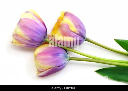 Bella giallo striato e malva tulipani su sfondo bianco Foto Stock