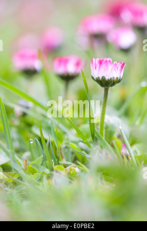 Pink daisy fiori crescono tra erba verde in giardino Foto Stock