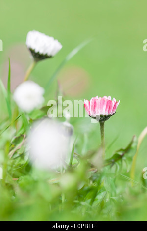 Pink daisy fiori crescono tra erba verde in giardino Foto Stock