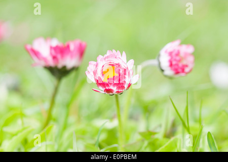 Pink daisy fiori crescono tra erba verde in giardino Foto Stock