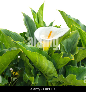 Fioritura White Calla Lily flower (zantedeschia ) con gocce è isolato su sfondo bianco Foto Stock