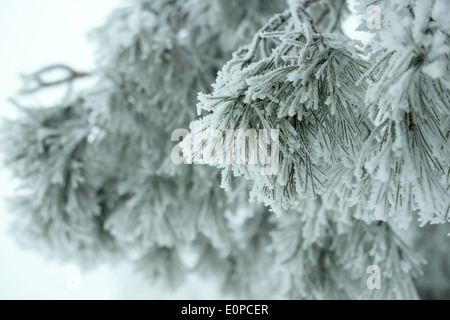 Coperto di Natale ramo fir in inverno la foresta, sfondo. La Siberia Foto Stock