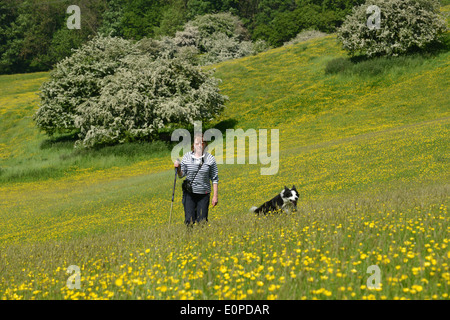 Buttercup meadow e biancospino fiore di donna e Border Collie cane in Renoncules Regno Unito Foto Stock