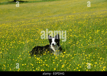 Ranuncolo prato con Border Collie cane in Renoncules Regno Unito Foto Stock