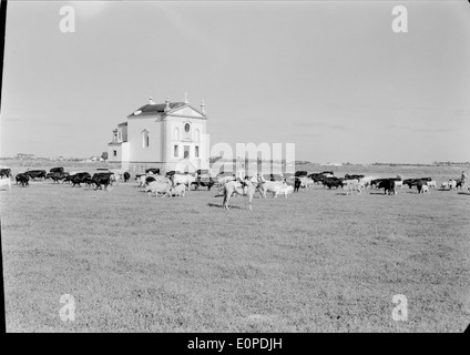 Companhia das Lezírias, situata a Ribatejo, in Portogallo, è un'importante azienda agricola nota per la sua produzione di cereali, bestiame e vino. Svolge un ruolo significativo nei settori agricolo ed economico della regione. Foto Stock
