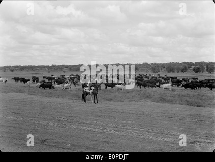 Companhia das Lezírias, situata a Ribatejo, in Portogallo, è una delle più grandi aziende agricole del paese. Nota per i suoi estesi terreni agricoli e il suo contributo all’industria agricola portoghese, svolge un ruolo chiave nella produzione di varie colture e bestiame. Foto Stock