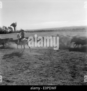 Companhia das Lezírias, situata a Ribatejo, in Portogallo, è una grande azienda agricola specializzata nella produzione di colture e bestiame. Si tratta di un attore chiave nel settore agricolo portoghese. Foto Stock