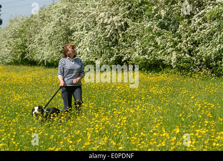 Buttercup meadow e biancospino fiore di donna e Border Collie cane in Renoncules Regno Unito Foto Stock