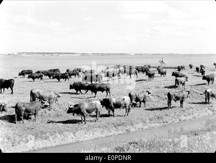 Companhia das Lezírias, situata a Ribatejo, in Portogallo, è una delle più grandi aziende agricole e zootecniche del paese. Si concentra su pratiche agricole sostenibili, in particolare nel settore dell'allevamento e delle colture, che contribuiscono all'economia agricola della regione. Foto Stock