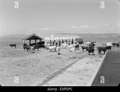 Companhia das Lezírias, situata a Ribatejo, in Portogallo, è una storica azienda agricola nota per la sua produzione di riso, bestiame e vino. Svolge un ruolo chiave nell’economia e nel patrimonio agricolo della regione. Foto Stock