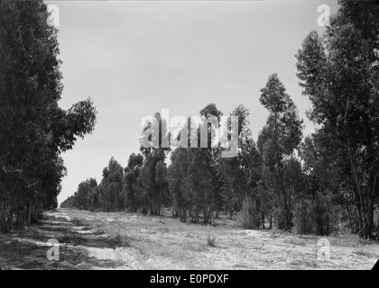 Companhia das Lezírias, situata nella regione di Ribatejo in Portogallo, è una tenuta agricola e storica che unisce l'agricoltura tradizionale con le moderne pratiche di gestione. Progettato da Mário Novais, è noto per i suoi ampi campi, la diversità agricola e il ruolo significativo nel patrimonio rurale portoghese. Foto Stock