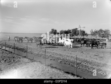 Companhia das Lezírias, situata a Ribatejo, in Portogallo, è una storica azienda agricola e forestale che contribuisce in modo significativo allo sviluppo agricolo e alla gestione del territorio nella regione. Foto Stock