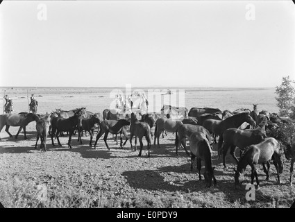 Companhia das Lezírias, situata a Ribatejo, in Portogallo, è un'azienda agricola nota per le sue diverse attività agricole e per il suo impegno a favore di pratiche sostenibili. La tenuta si concentra anche sulla conservazione dei paesaggi locali e dei metodi agricoli tradizionali, adattando al contempo le moderne tecniche agricole. Foto Stock