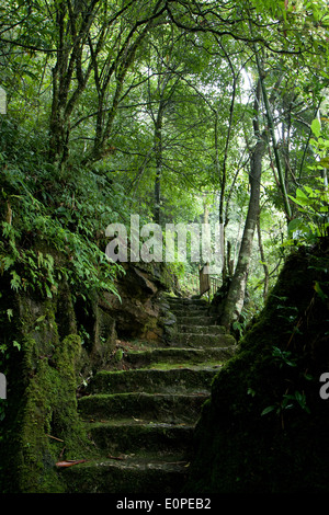 Stony scale sotto l'ombra degli alberi a Ham Rong montagna in SAPA, Vietnam Foto Stock