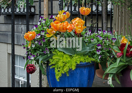 Una piantatrice con un array misti di fiori di primavera su una porta nella zona nuova di Edinburgo. Foto Stock