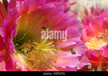 Honeybees impollinare un fiore Foto Stock