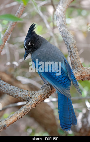 Steller Jay (Cyanocitta stelleri), Arizona Foto Stock