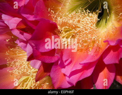 Trichocereus Cactus Fiori Foto Stock