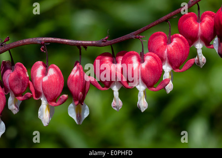 I fiori del cuore di sanguinamento, Lamprocapnos () Dicentra spectabilis "San Valentino" Foto Stock