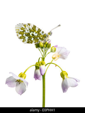 Punta arancione farfalla, appoggiata sul fiore cuculo, contro uno sfondo bianco Foto Stock