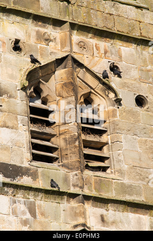 I corvi nidificanti nella torre di San Pietro e la chiesa di St Paul Bolton-da-Bowland, Lancashire, Inghilterra, Regno Unito Foto Stock