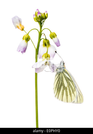 Un verde bianco venato butterfly, poggiante su petali di fiore di cuculo, contro uno sfondo bianco. Foto Stock