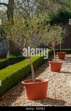 Piante in vaso si fermò sulla ghiaia in un giardino Foto Stock