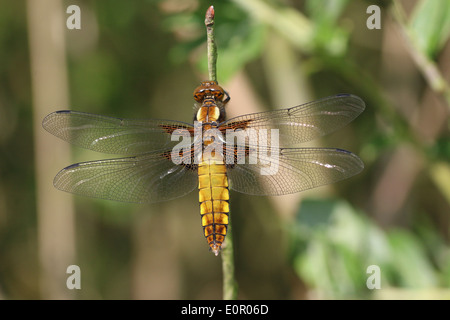 Dettagliata immagine macro di una femmina di ampia corposo Chaser (Libellula depressa) Foto Stock