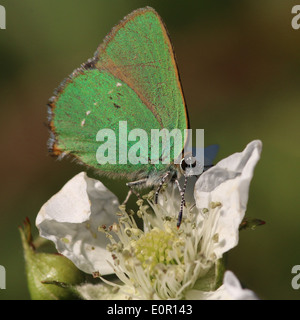 Verde (Hairstreak Callophrys rubi) farfalla alimentazione su un fiore di blackberry Foto Stock